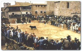 toros